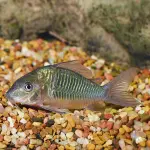 Cá chuột xanh ngọc trai - Emerald Green Corydoras