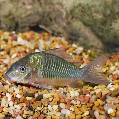 Cá chuột xanh ngọc trai - Emerald Green Corydoras