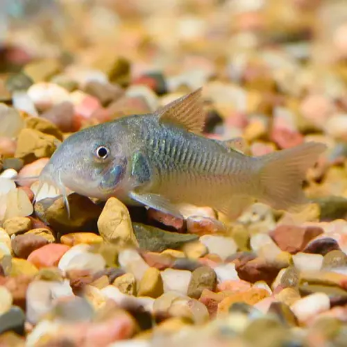 Cá chuột cà phê - Aeneus Green Corydoras