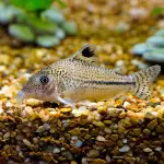 Cá chuột báo - Leopard Corydoras