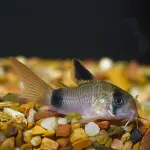 Cá Chuột Panda - Panda Corydoras