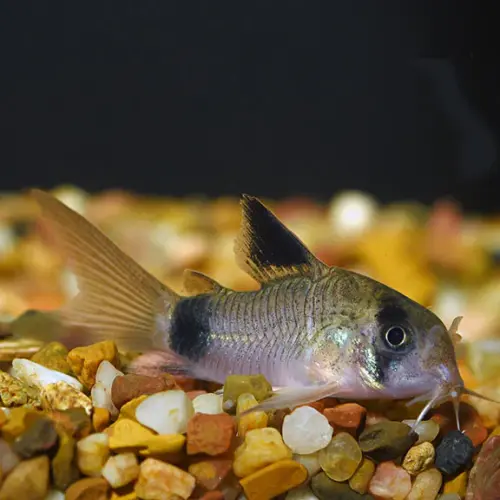 Cá Chuột Panda - Panda Corydoras