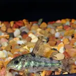 Cá chuột tiêu - Peppered Corydoras