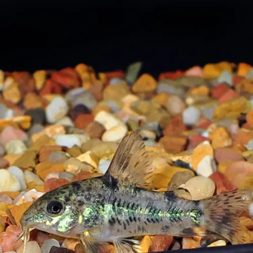 Cá chuột tiêu - Peppered Corydoras