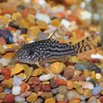 Cá chuột sao - Sterba Corydoras