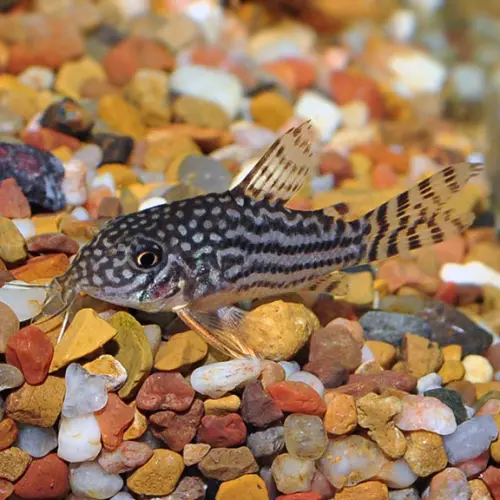 Cá chuột sao - Sterba Corydoras