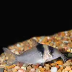 Cá chuột Sangama - Corydoras Virginiae