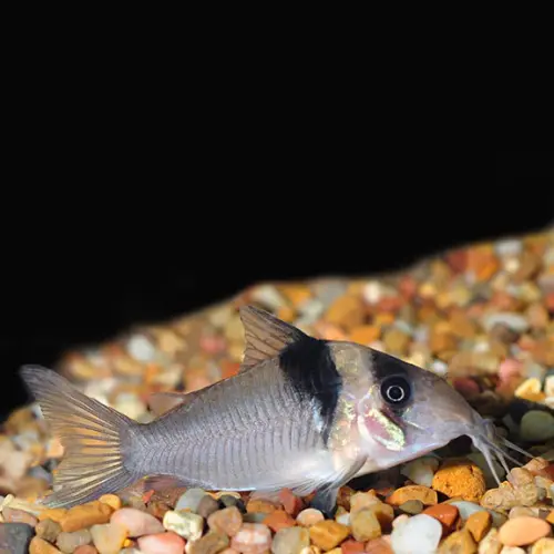 Cá chuột Sangama - Corydoras Virginiae