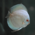 Cá Dĩa Blue Diamond-Z55A5