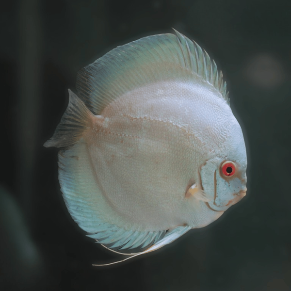 Cá Dĩa Blue Diamond-Z55A5