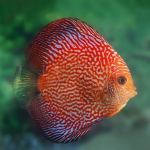 Cá Dĩa Bồ Câu Snakeskin-T64E3