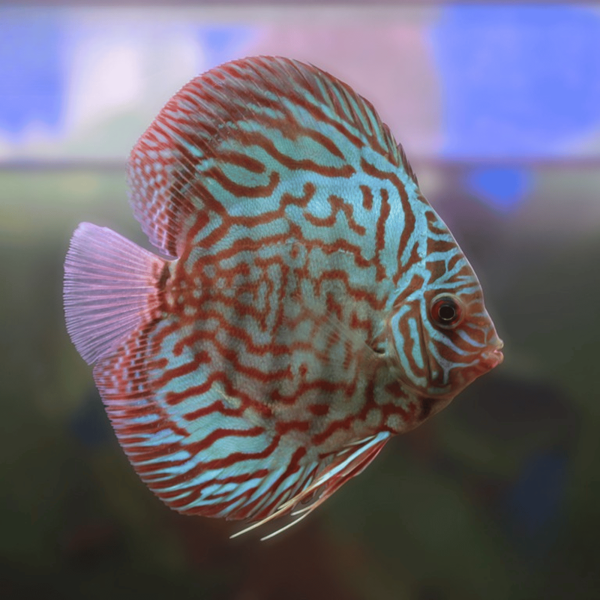 Cá Dĩa Bông Đỏ-Q98T9