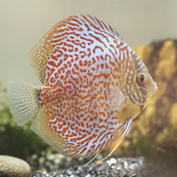 Cá Dĩa Bông Leopard-T41K4