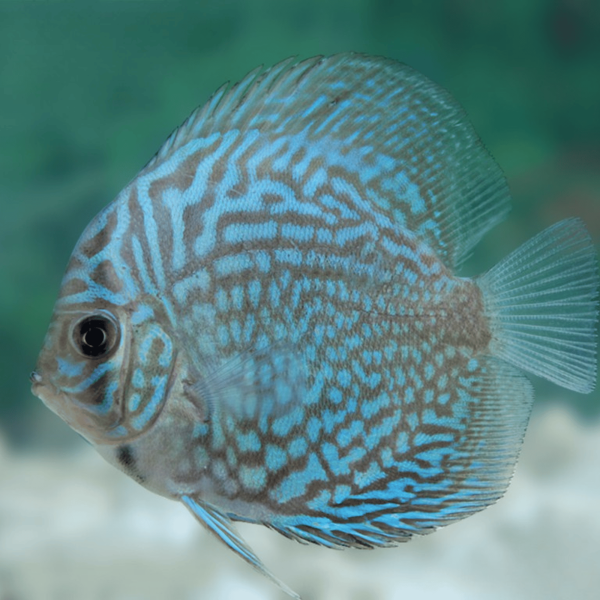 Cá Dĩa Checkerboard Blue-Y74H5