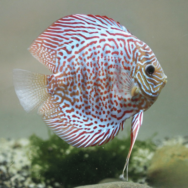 Cá Dĩa Leopard Đỏ-L07U6