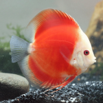 Cá Dĩa Marlboro Đỏ-X58D6