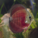 Cá Dĩa Rose Đỏ-X24N7