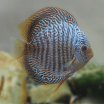 Cá Dĩa Snakeskin Blue-Q17F8