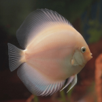 Cá Dĩa Trắng Gương-V37R1