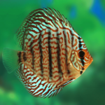 Cá Dĩa Turquoise Đỏ-T28M4