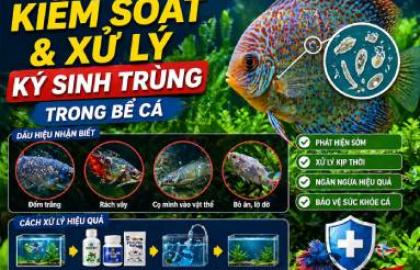 Cách kiểm soát và xử lý ký sinh trùng trong bể cá