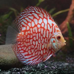 Cá dĩa (Discus)