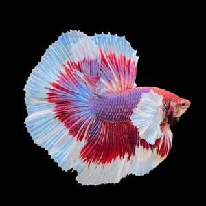 Cá xiêm (Betta)