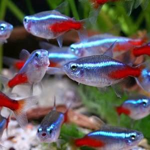 Cá Neon (Tetras)