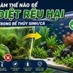 Làm thế nào để diệt rêu hại trong bể thủy sinh