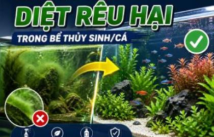Làm thế nào để diệt rêu hại trong bể thủy sinh