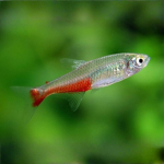 Cá Neon bụng đỏ - Red Belly Neon