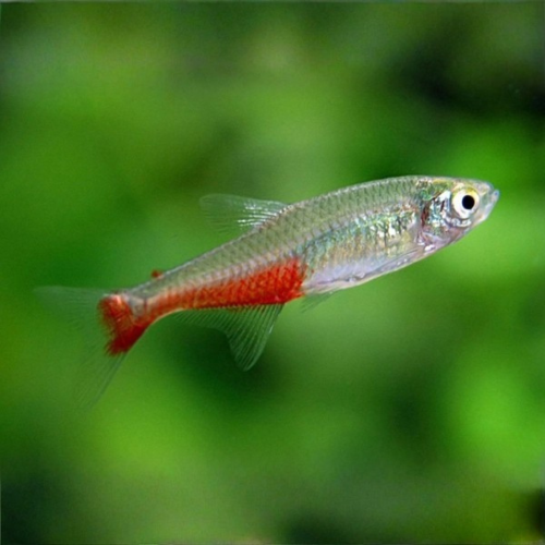 Cá Neon bụng đỏ - Red Belly Neon