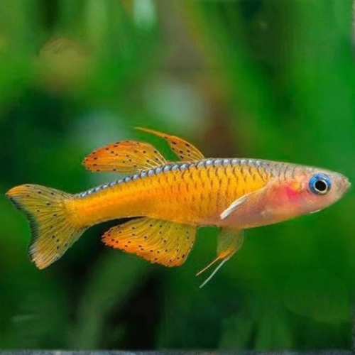 Cá Neon cầu vồng mắt xanh - Blue-Eyed Neon