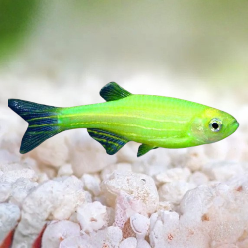 Cá Neon xanh dạ quang - Neon Tetra