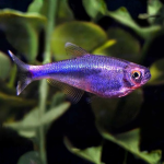 Cá Neon hoàng đế tím - Violet King Neon