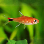 Cá Neon Ruby