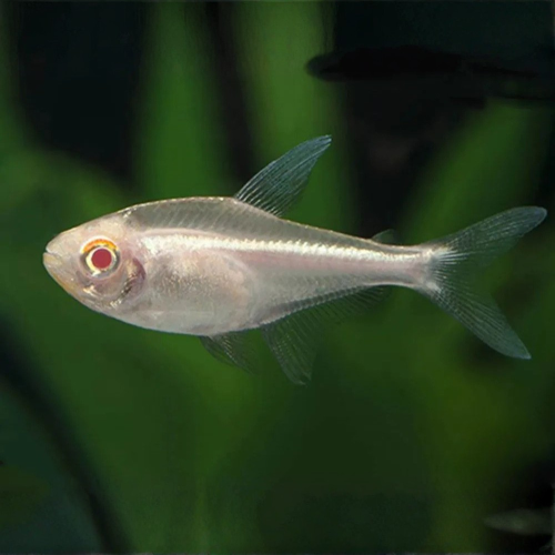 Cá Neon vàng mắt đỏ - Albino Golden Neon