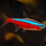 Cá Neon Vua - King Tetras