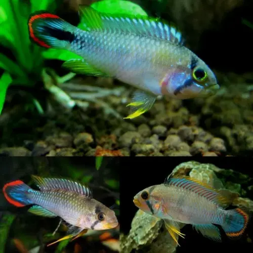 Cá phượng hoàng Panduro