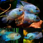 Cá phượng hoàng xanh Acara - Blue Acara Ram