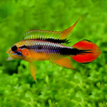 Cá phượng hoàng Peru đỏ - Apistogramma Agassizii Red